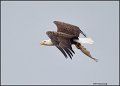 _1SB7845 american bald eagle